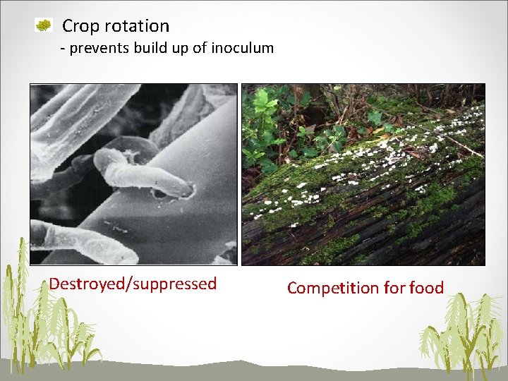 Crop rotation - prevents build up of inoculum Destroyed/suppressed Competition for food 