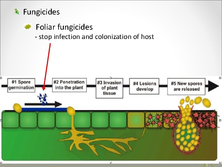 Fungicides Foliar fungicides - stop infection and colonization of host Syngenta 