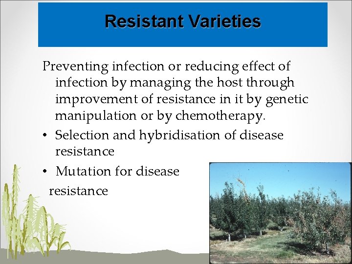 Resistant Varieties Preventing infection or reducing effect of infection by managing the host through
