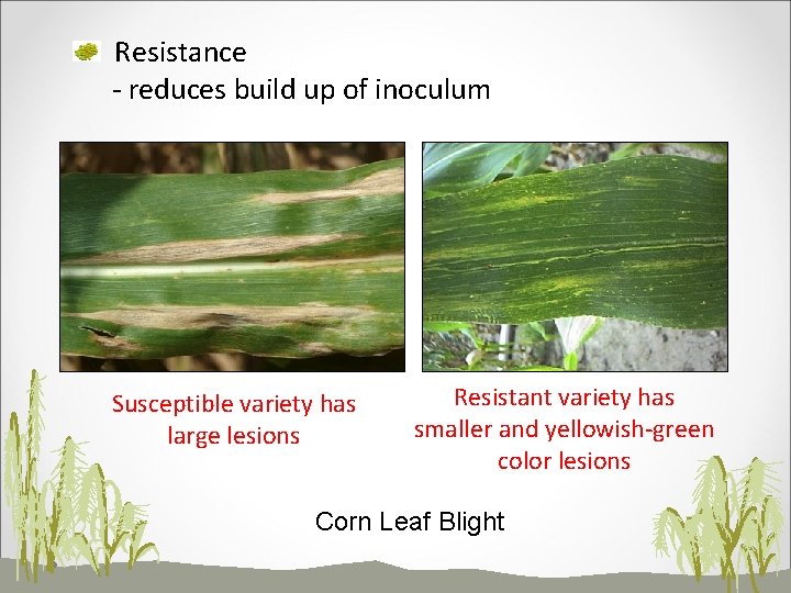 Resistance - reduces build up of inoculum Susceptible variety has large lesions Resistant variety