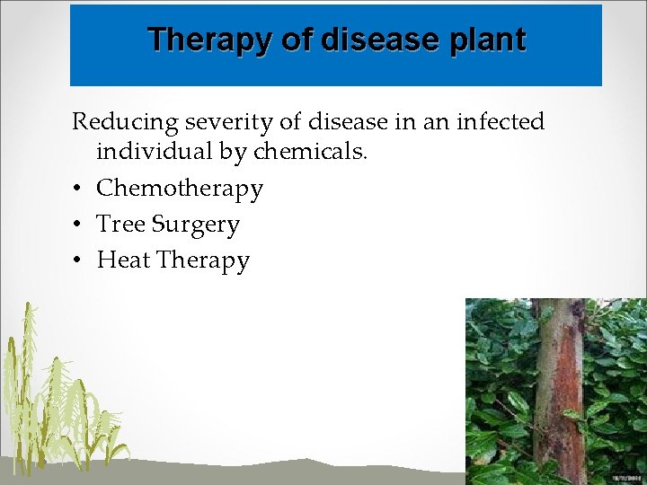 Therapy of disease plant Reducing severity of disease in an infected individual by chemicals.