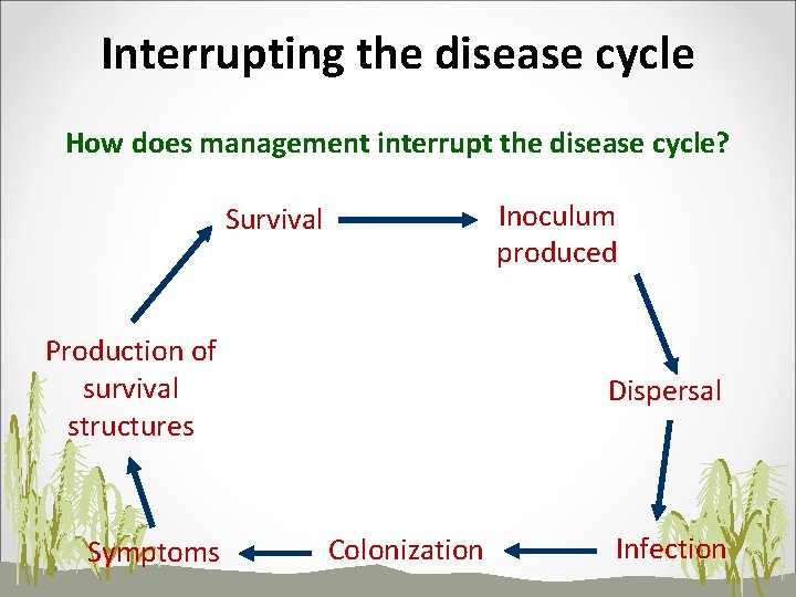 Interrupting the disease cycle How does management interrupt the disease cycle? Inoculum produced Survival