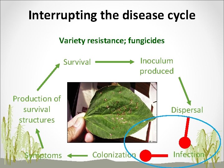Interrupting the disease cycle Variety resistance; fungicides Inoculum produced Survival Production of survival structures