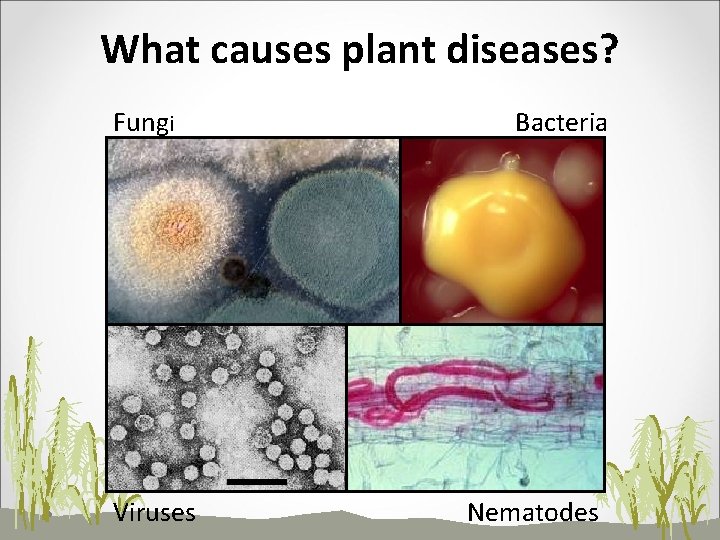 What causes plant diseases? Fungi Viruses Bacteria Nematodes 