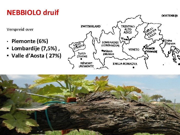 NEBBIOLO druif Verspreid over Piemonte (6%) • Lombardije (7, 5%) , • Valle d’Aosta