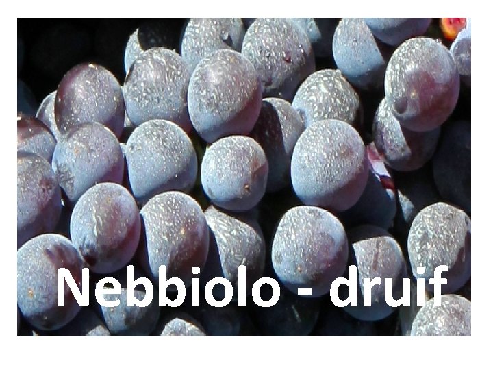 Nebbiolo - druif 
