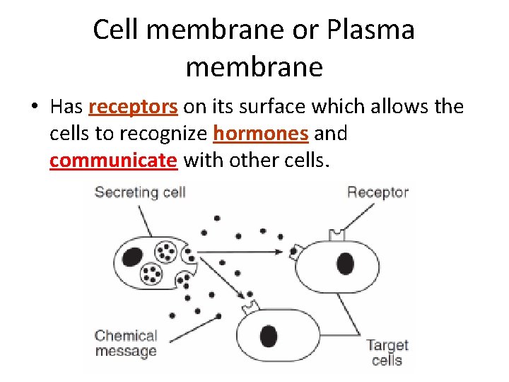 Cell membrane or Plasma membrane • Has receptors on its surface which allows the