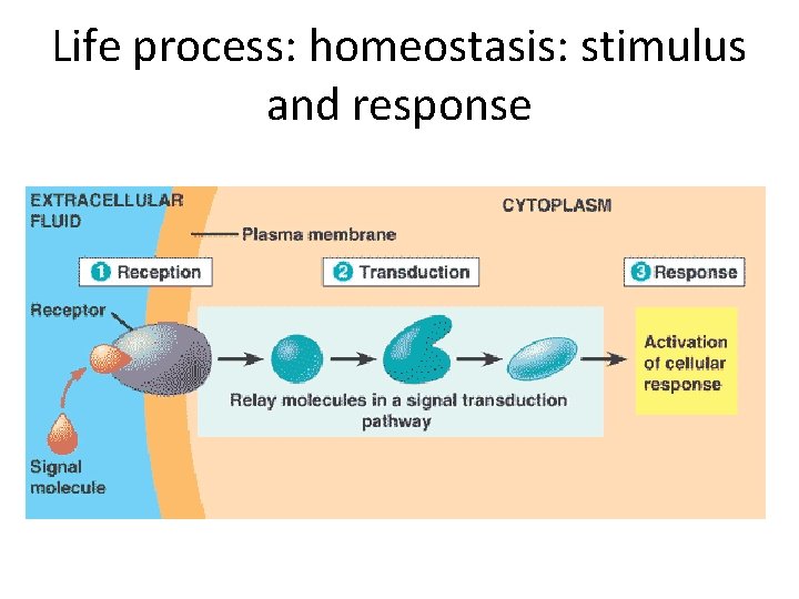 Life process: homeostasis: stimulus and response 