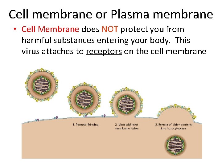 Cell membrane or Plasma membrane • Cell Membrane does NOT protect you from harmful