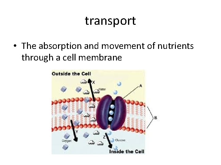 transport • The absorption and movement of nutrients through a cell membrane 