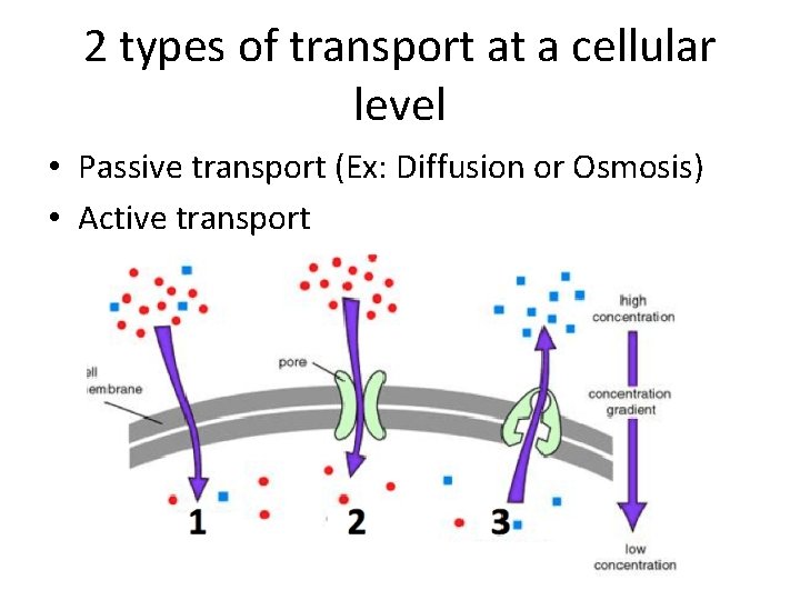 2 types of transport at a cellular level • Passive transport (Ex: Diffusion or