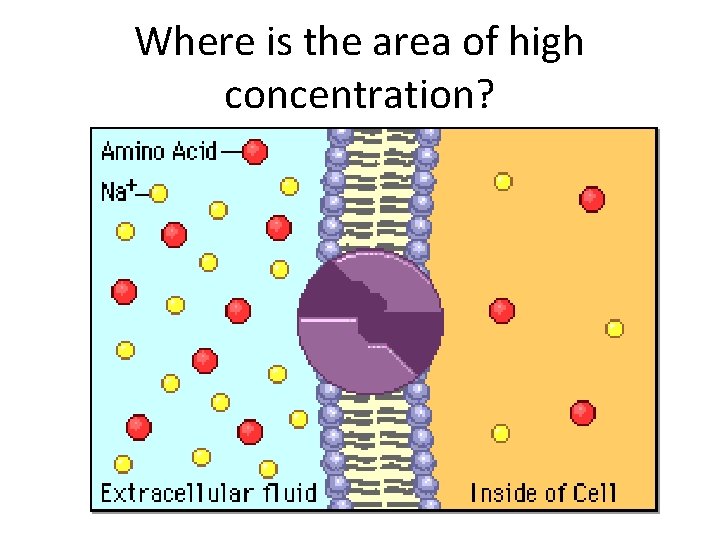 Where is the area of high concentration? 