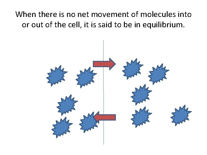 When there is no net movement of molecules into or out of the cell,