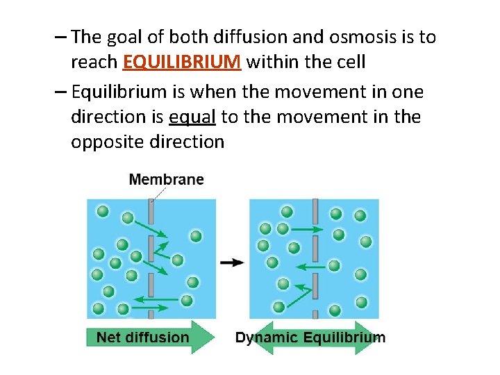 – The goal of both diffusion and osmosis is to reach EQUILIBRIUM within the