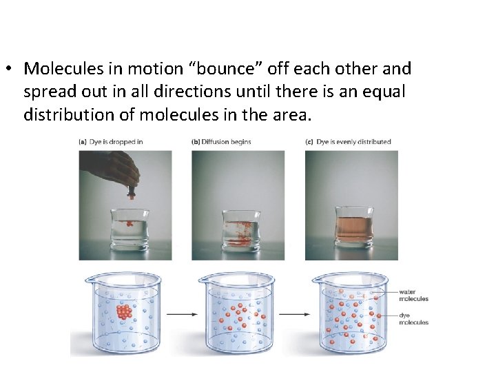  • Molecules in motion “bounce” off each other and spread out in all