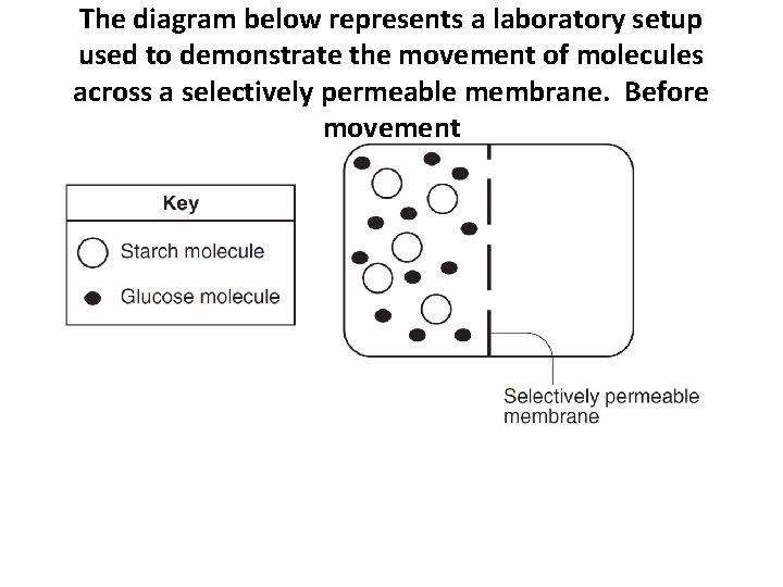 The diagram below represents a laboratory setup used to demonstrate the movement of molecules