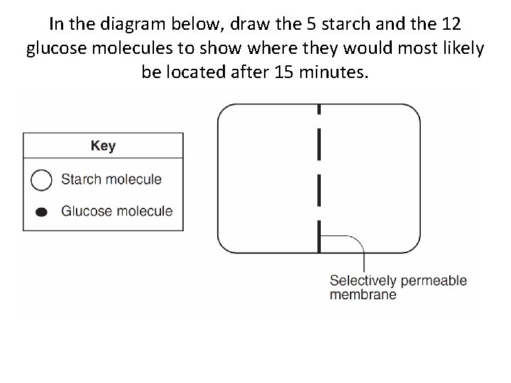 In the diagram below, draw the 5 starch and the 12 glucose molecules to
