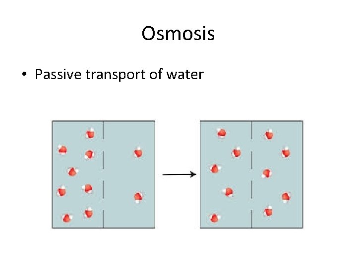 Osmosis • Passive transport of water 