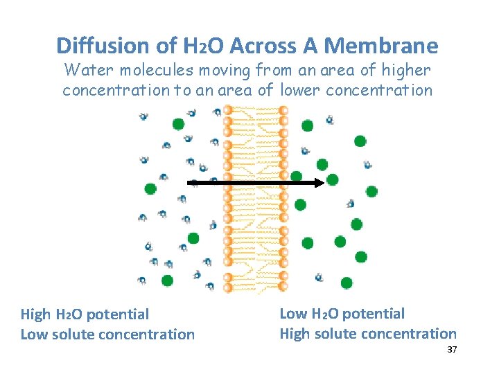 Diffusion of H 2 O Across A Membrane Water molecules moving from an area
