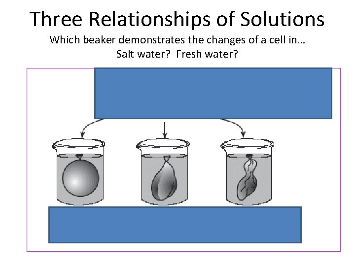 Three Relationships of Solutions Which beaker demonstrates the changes of a cell in… Salt