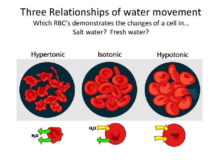 Three Relationships of water movement Which RBC’s demonstrates the changes of a cell in…