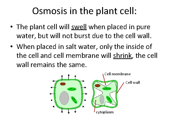 Osmosis in the plant cell: • The plant cell will swell when placed in
