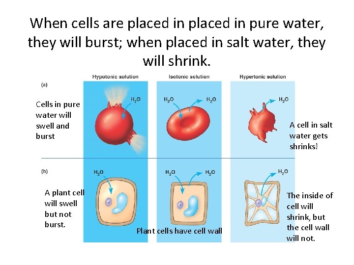 When cells are placed in pure water, they will burst; when placed in salt