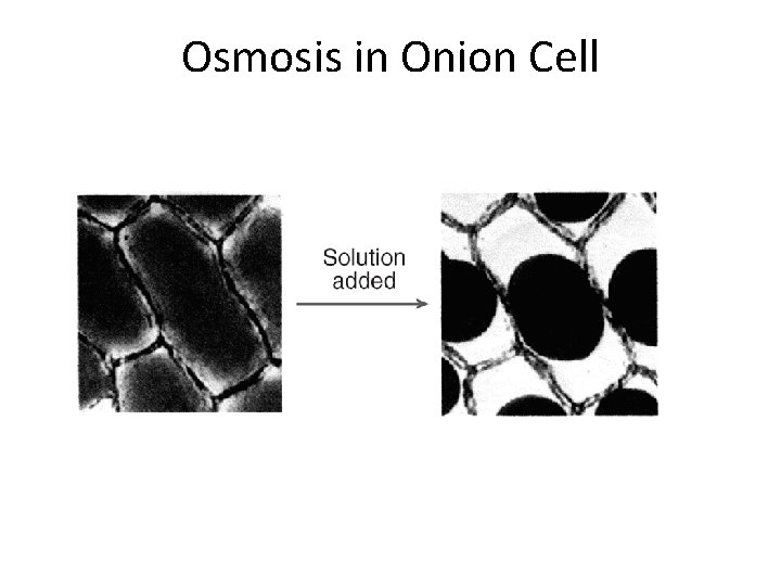 Osmosis in Onion Cell 