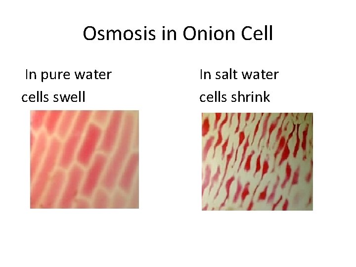 Osmosis in Onion Cell In pure water cells swell In salt water cells shrink