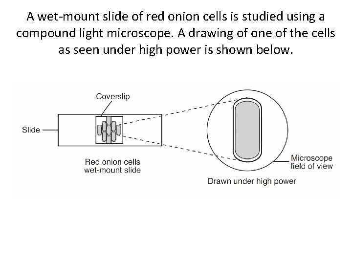 A wet-mount slide of red onion cells is studied using a compound light microscope.