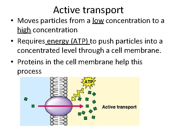 Active transport • Moves particles from a low concentration to a high concentration •