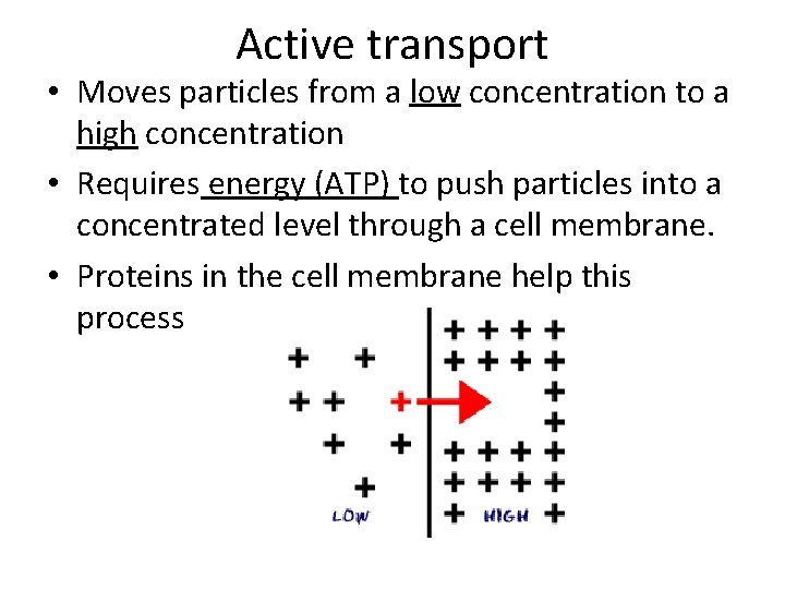 Active transport • Moves particles from a low concentration to a high concentration •