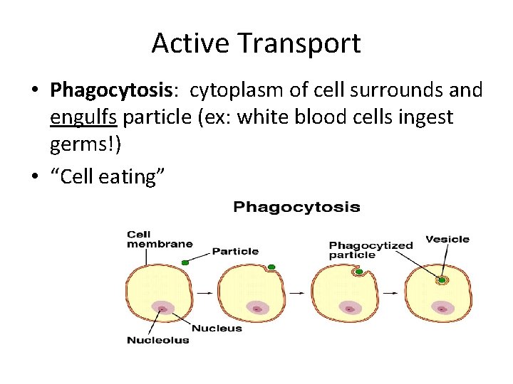 Active Transport • Phagocytosis: cytoplasm of cell surrounds and engulfs particle (ex: white blood
