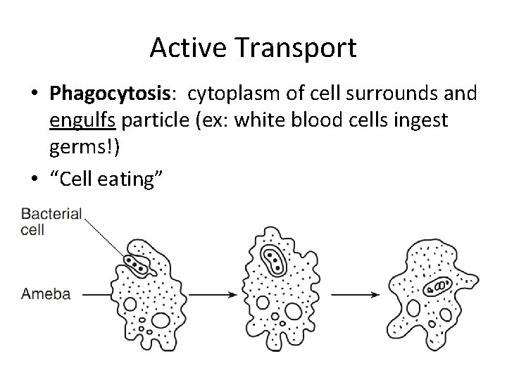 Active Transport • Phagocytosis: cytoplasm of cell surrounds and engulfs particle (ex: white blood