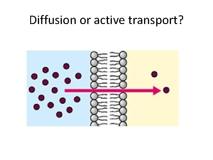 Diffusion or active transport? 