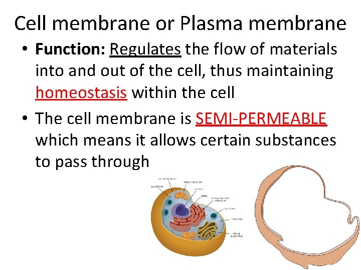 Cell membrane or Plasma membrane • Function: Regulates the flow of materials into and