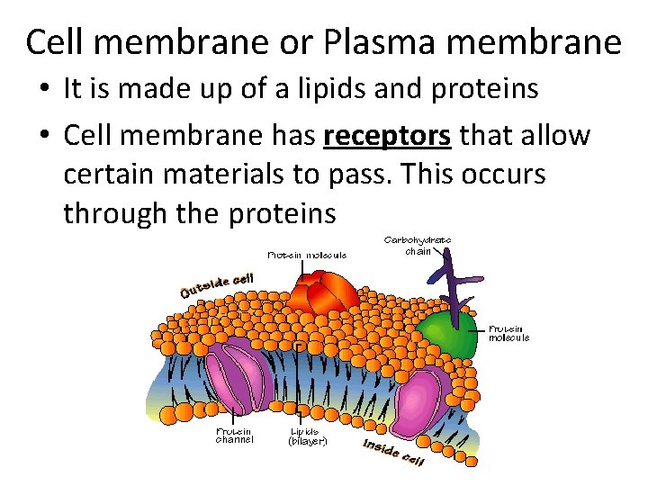 Cell membrane or Plasma membrane • It is made up of a lipids and