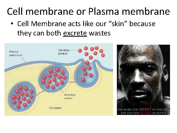 Cell membrane or Plasma membrane • Cell Membrane acts like our “skin” because they