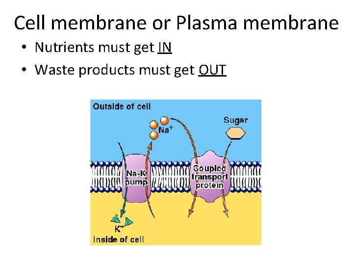 Cell membrane or Plasma membrane • Nutrients must get IN • Waste products must