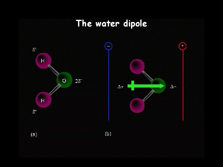 The water dipole The water dipole