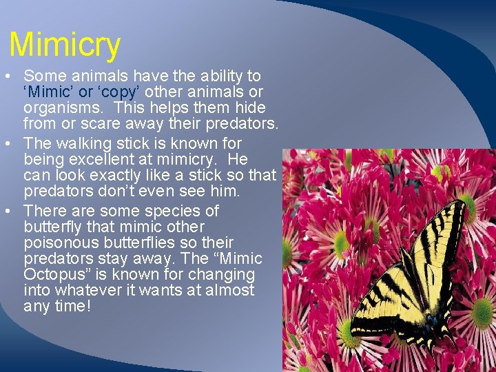 Mimicry • Some animals have the ability to ‘Mimic’ or ‘copy’ other animals or