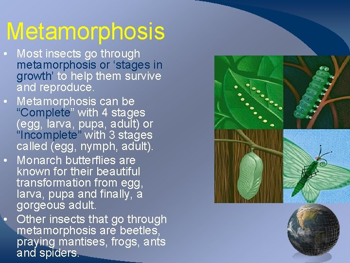 Metamorphosis • Most insects go through metamorphosis or ‘stages in growth’ to help them