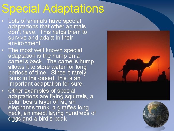 Special Adaptations • Lots of animals have special adaptations that other animals don’t have.