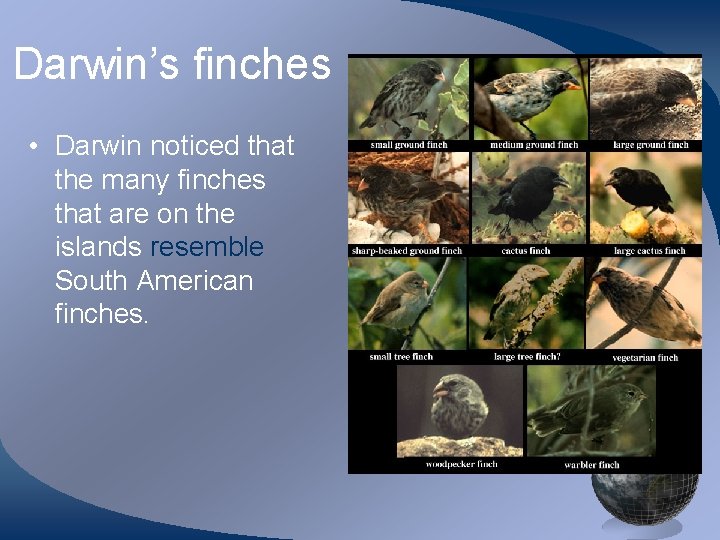 Darwin’s finches • Darwin noticed that the many finches that are on the islands