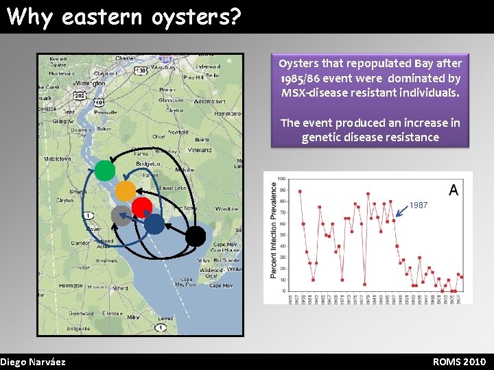 Why eastern oysters? Diego Narváez Oysters that repopulated Bay after 1985/86 event were dominated