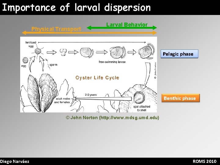 Importance of larval dispersion Diego Narváez Physical Transport Larval Behavior Pelagic phase Benthic phase