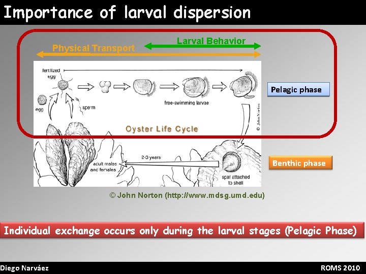 Importance of larval dispersion Physical Transport Larval Behavior Pelagic phase Benthic phase © John