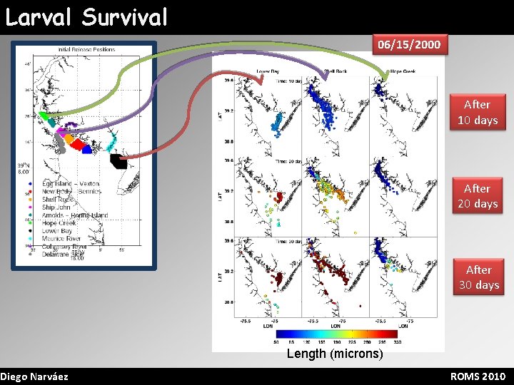 Larval Survival Diego Narváez 06/15/2000 After 10 days After 20 days After 30 days