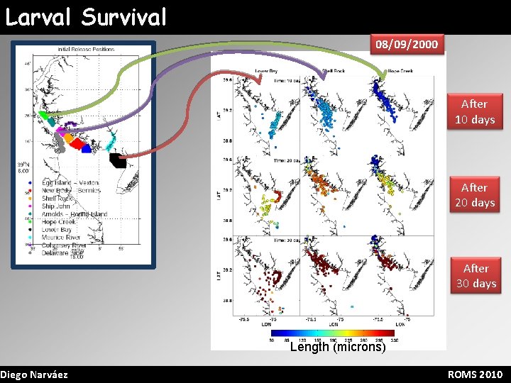 Larval Survival Diego Narváez 08/09/2000 After 10 days After 20 days After 30 days
