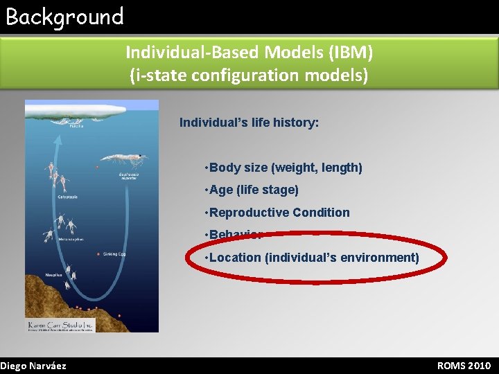 Background Diego Narváez Individual-Based Models (IBM) (i-state configuration models) Individual’s life history: • Body